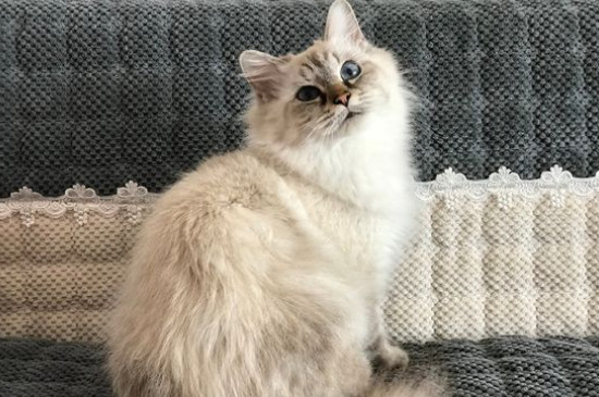 西伯利亚森林猫价钱图片，纯种西伯利亚猫多少钱一只