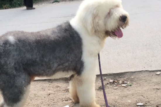 古牧幼犬价格大概多少钱一只，古牧多少钱一只幼崽