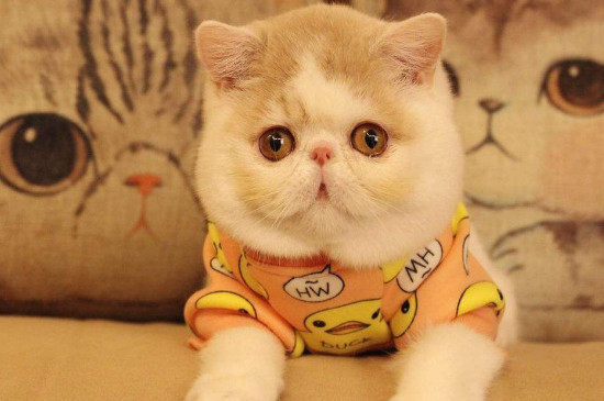 圆脸猫有什么品种
