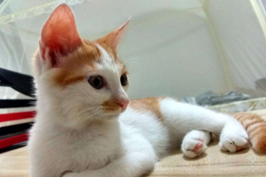 猫咪得了猫癣怎么办，猫咪得了猫癣的症状