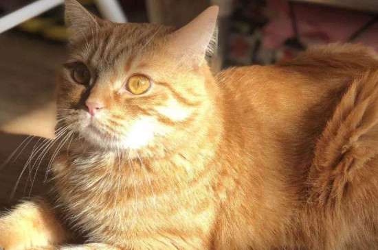 猫毛打结成块怎么处理，猫毛结成疙瘩怎么办