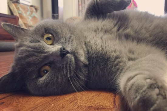 蓝猫会抓老鼠吗