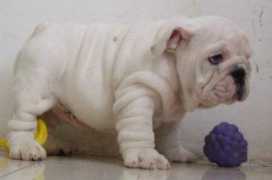英国斗牛犬可以喂生肉吗