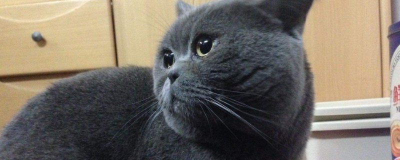 纯黑色英短很稀有吗