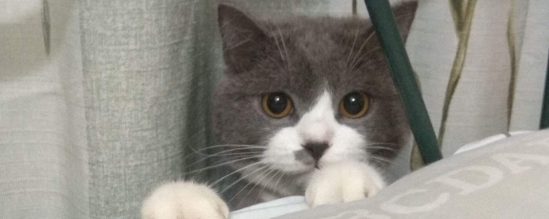 诱食剂对猫有什么危害