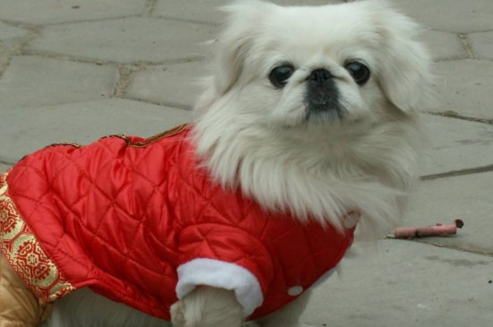 哪种小型犬好养又便宜