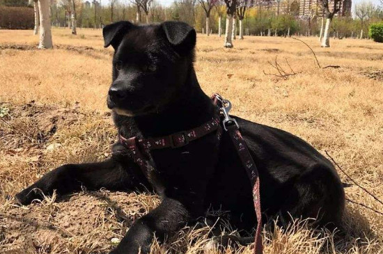 养中华田园犬注意事项，饲养中华田园犬的正确方法