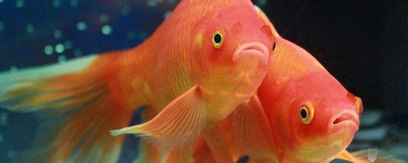 鱼缸里鱼身上有白色絮状物