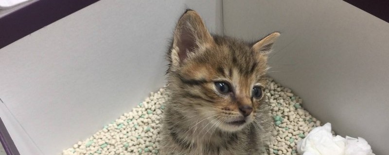 猫砂多久换一次
