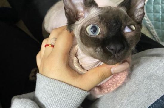 猫不绝育会一直发情吗