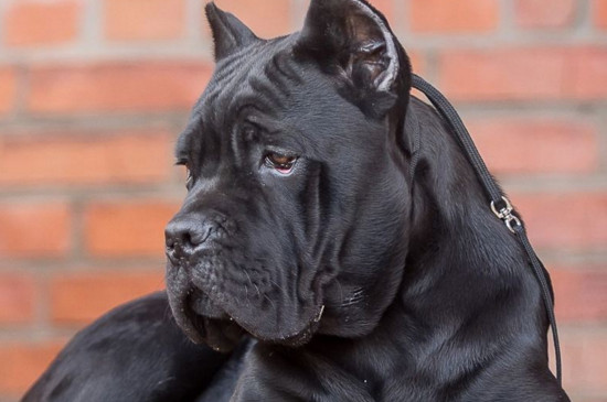 世界上十大禁犬，被全世界禁养的十种狗狗