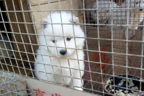 狗狗骨折会一直叫吗