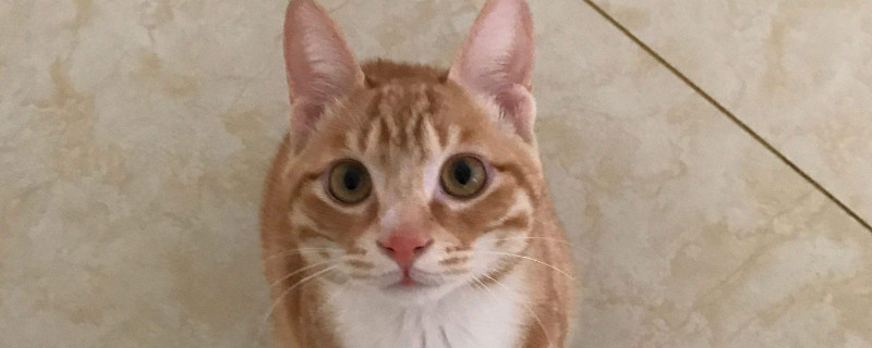 猫胡子越长是不是越胖