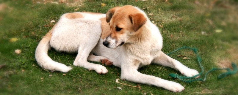 狗狗能吃辣的东西吗