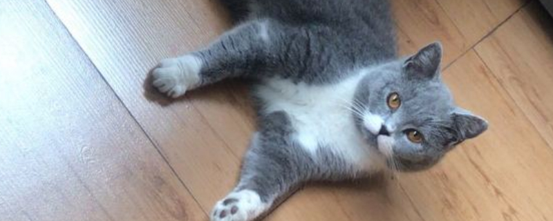 猫禁情粉副作用