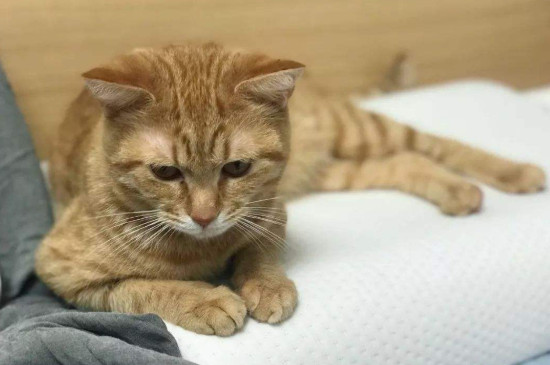 猫咪拉稀带血但精神很好