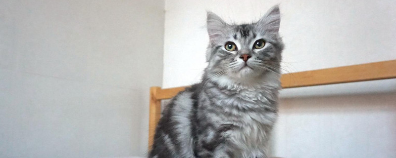 美短返祖猫不值钱吗