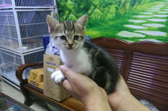 猫吃蛋黄的好处和坏处