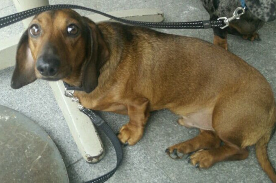 腊肠狗有什么缺点