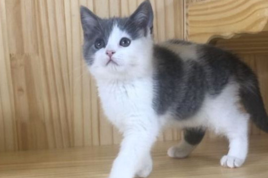 猫洗澡多久一次