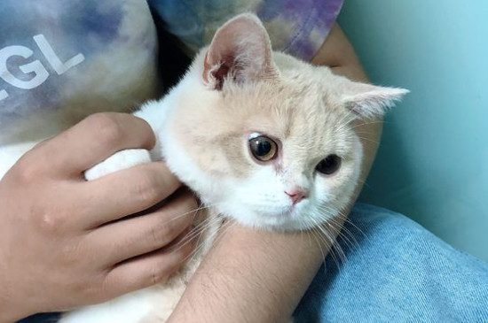 猫疫苗多久打一次