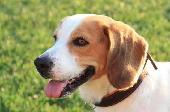 十大嗅觉灵敏的狗，这10种犬类不仅嗅觉灵敏还聪明忠诚