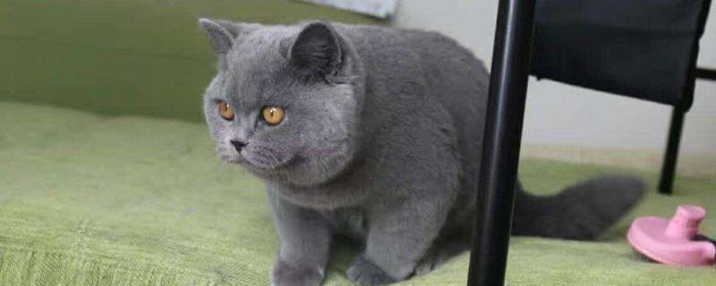 蓝猫和折耳猫的区别