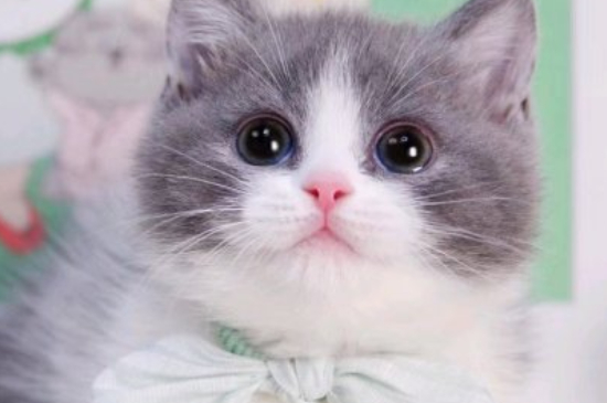 猫传腹要隔离其他猫吗