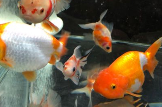 金鱼黑斑怎么治疗