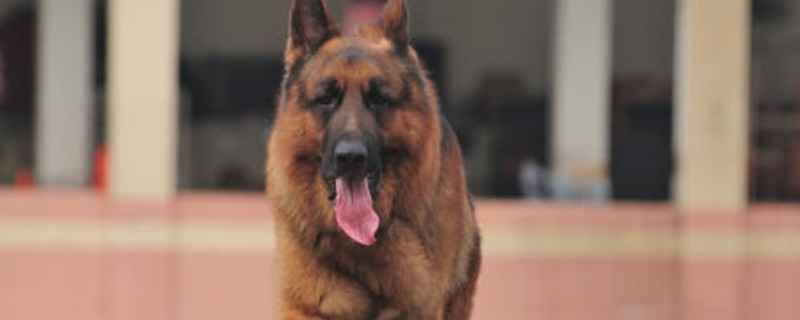 德国牧羊犬价格多少钱一只，纯种德牧幼犬一般3000-8000元