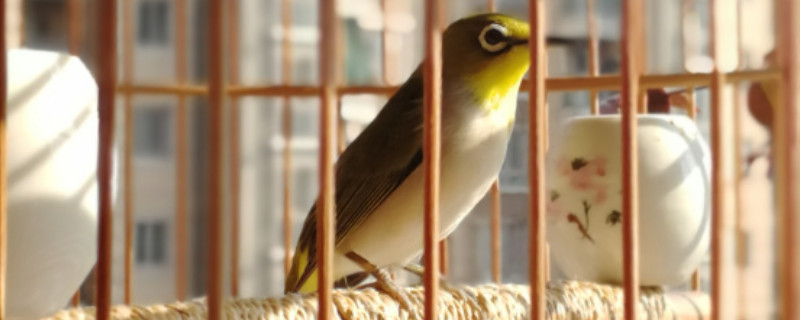 绣眼鸟怎么养驯不怕人