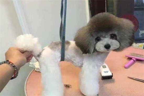 花泰迪和灰泰迪哪个贵