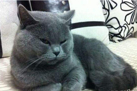 纯种蓝猫怎么鉴别