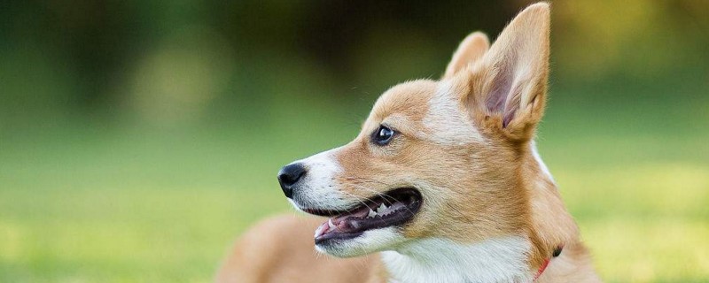 柯基犬怎么看品相