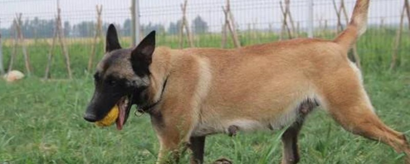 幽灵犬是什么品种