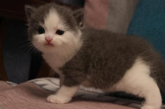 猫杯状病毒症状