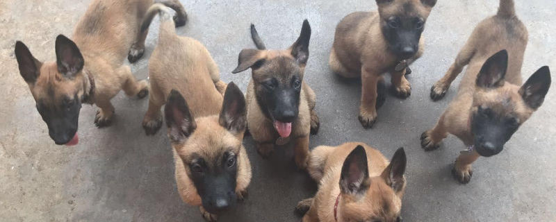 2个月的马犬怎么挑选