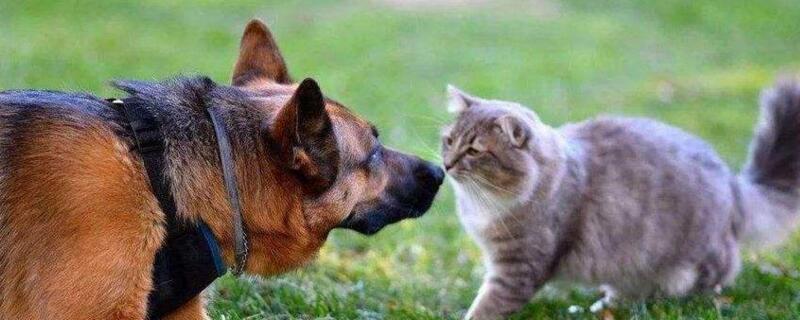 猫和狗能一起养吗
