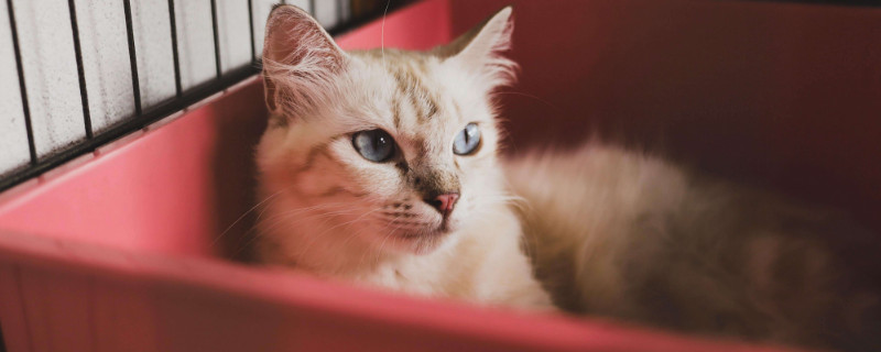 初学者养猫注意事项