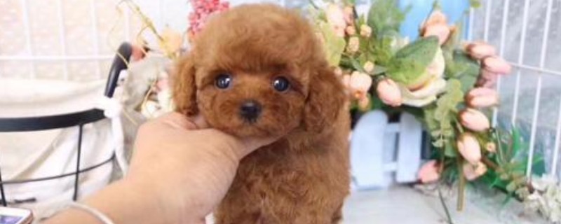 微小茶杯贵宾犬要多少钱，价格一般在6000元以上