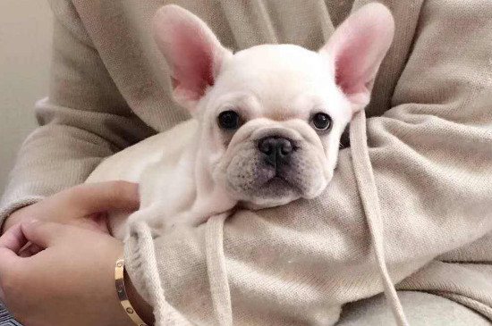 法国斗牛犬的优缺点