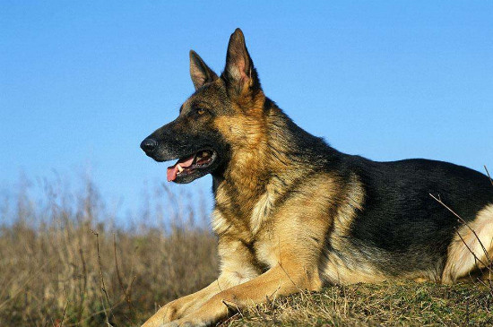 德牧犬怎么看纯不纯，怎样区分德牧纯不纯
