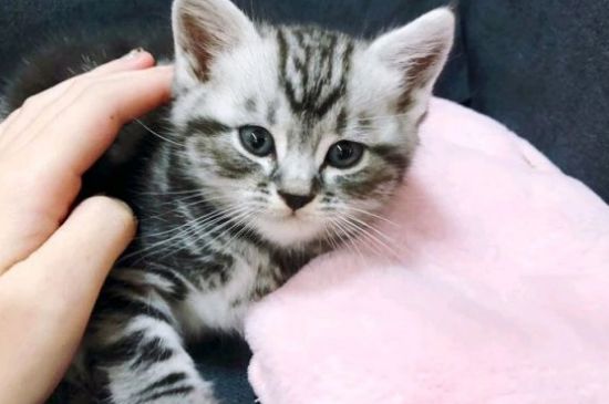 猫咪晚上一直叫怎么办