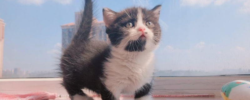 短脚猫是什么品种
