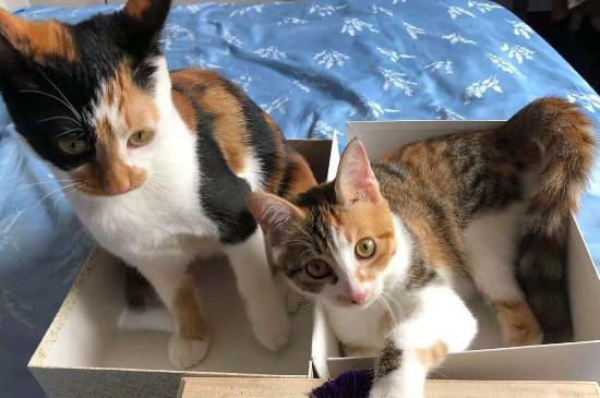 生一只小猫有什么预兆