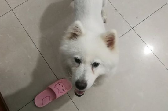 狗狗狗瘟症状