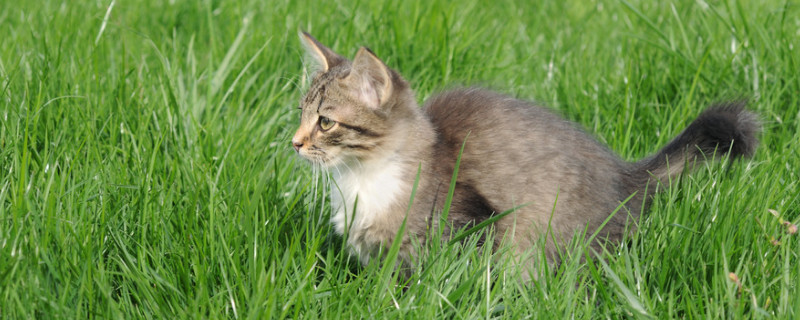 绣球花对猫有什么伤害