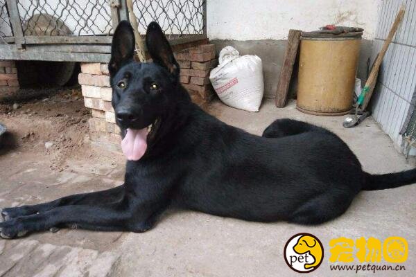 红马犬好还是黑马犬好，一个太好动一个血统不纯