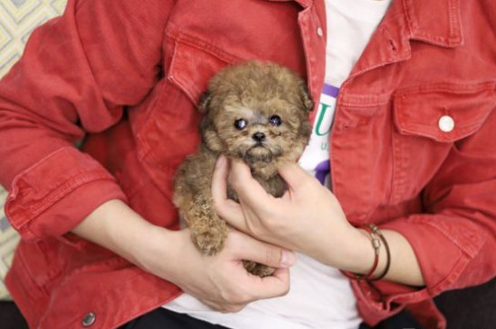 茶杯犬怎么养才不会死