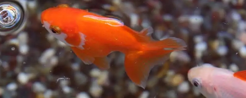 鱼头朝下倒立怎么回事